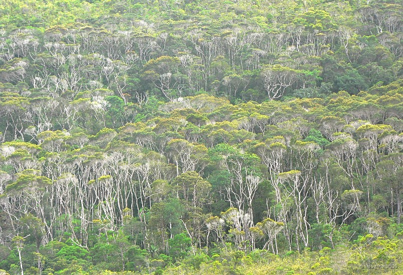 44- La foret sur les pentes du pic du Pin.JPG
